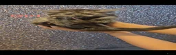 Maine Coon cats for sale: TICA Registered Maine Coon Kittens. - Advert 17