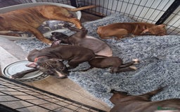 Mixed Breed dogs for sale: Presa/American Johnson bulldog - Image 29