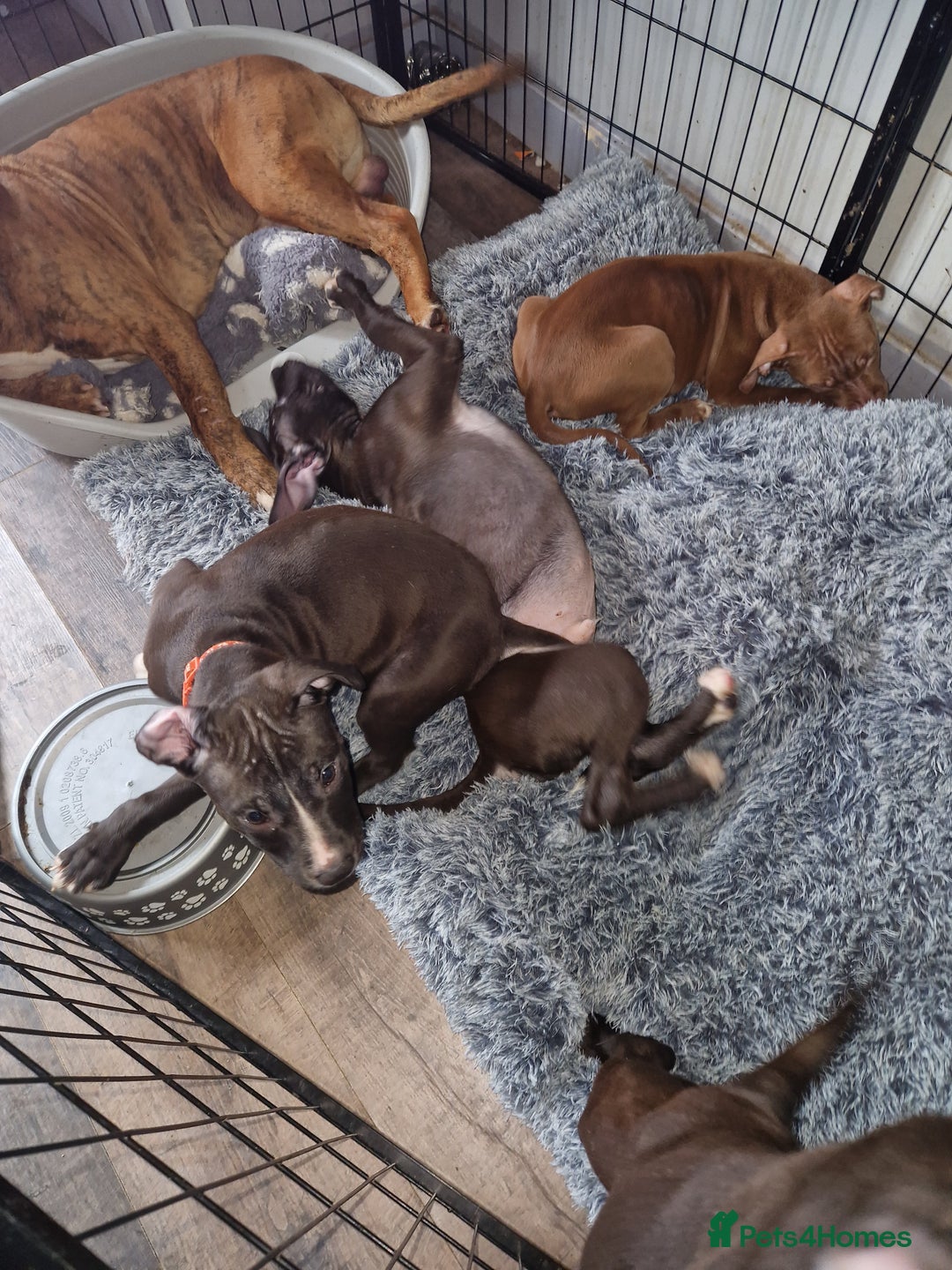 Mixed Breed dogs for sale: Presa/American Johnson bulldog - Image 29