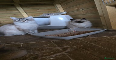 Ragdoll cats - Advert 4