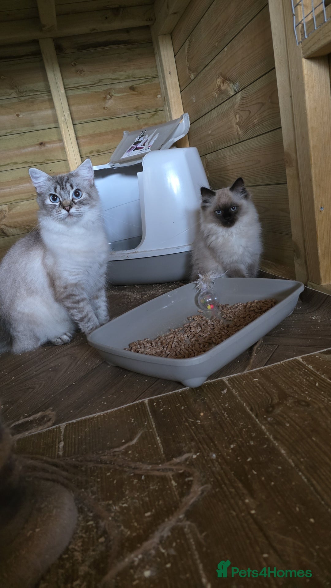 Ragdoll cats for sale: Captain Tom - Image 2