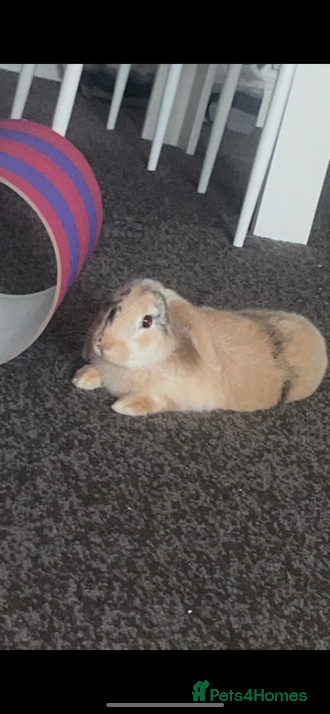 Harlequin rabbits for sale:  Gorgeous rabbit looking for her new home  - Image 3