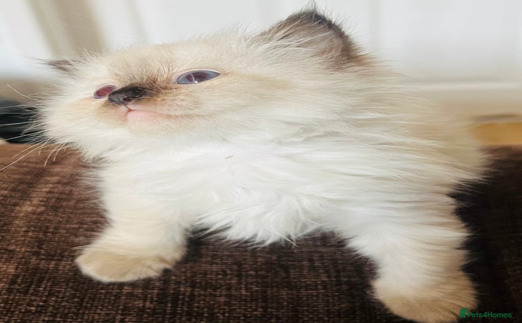 Ragdoll cats - Advert 5