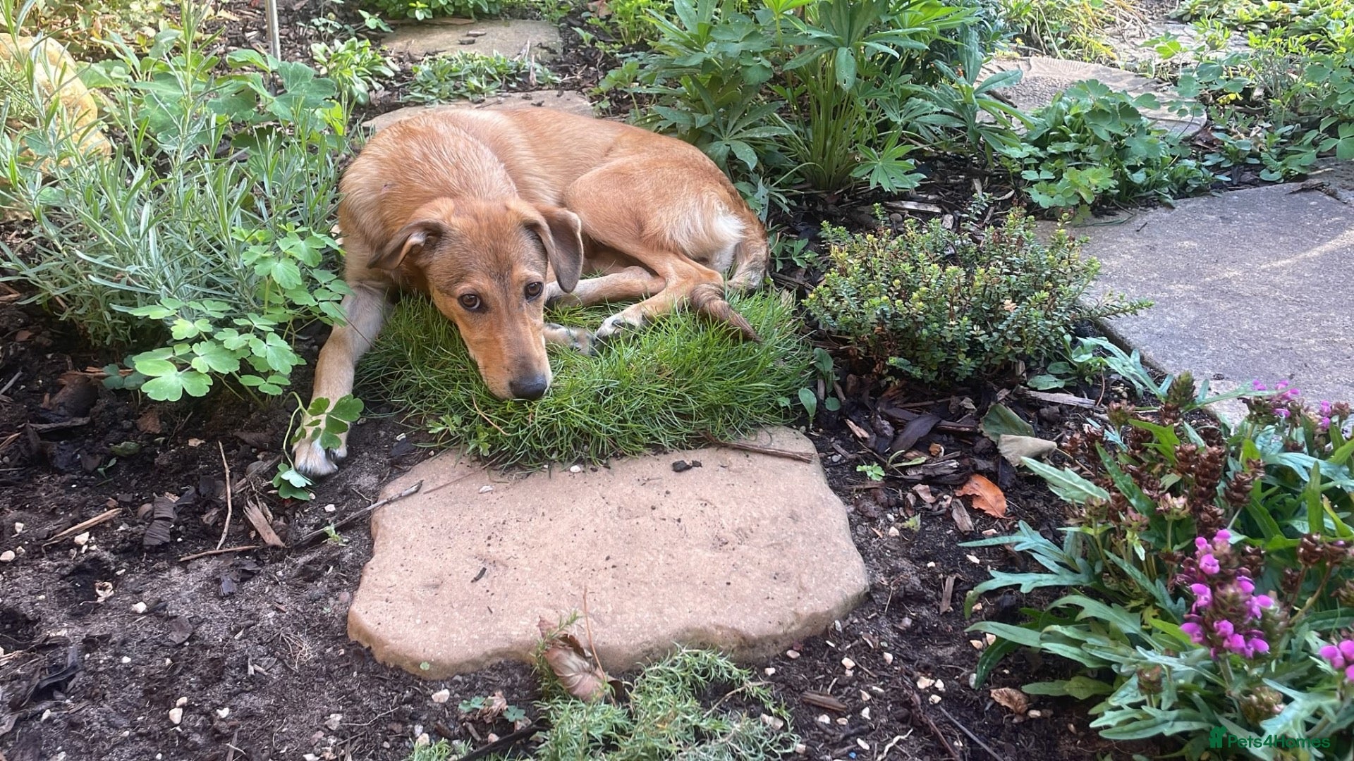 Mixed Breed dogs ORLA - FOR ADOPTION  - Advert 2