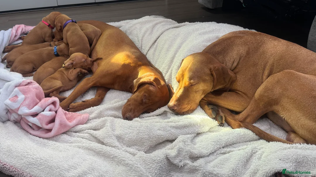 Hungarian Vizsla dogs for sale: 7 beautiful Hungarian vizsla puppies  - Advert 1