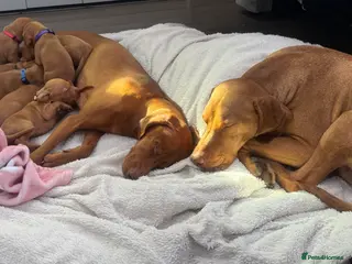 Hungarian Vizsla dogs 7 beautiful Hungarian puppies - Advert 1