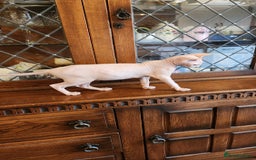 Sphynx cats for sale: Sphynx male - Image 6