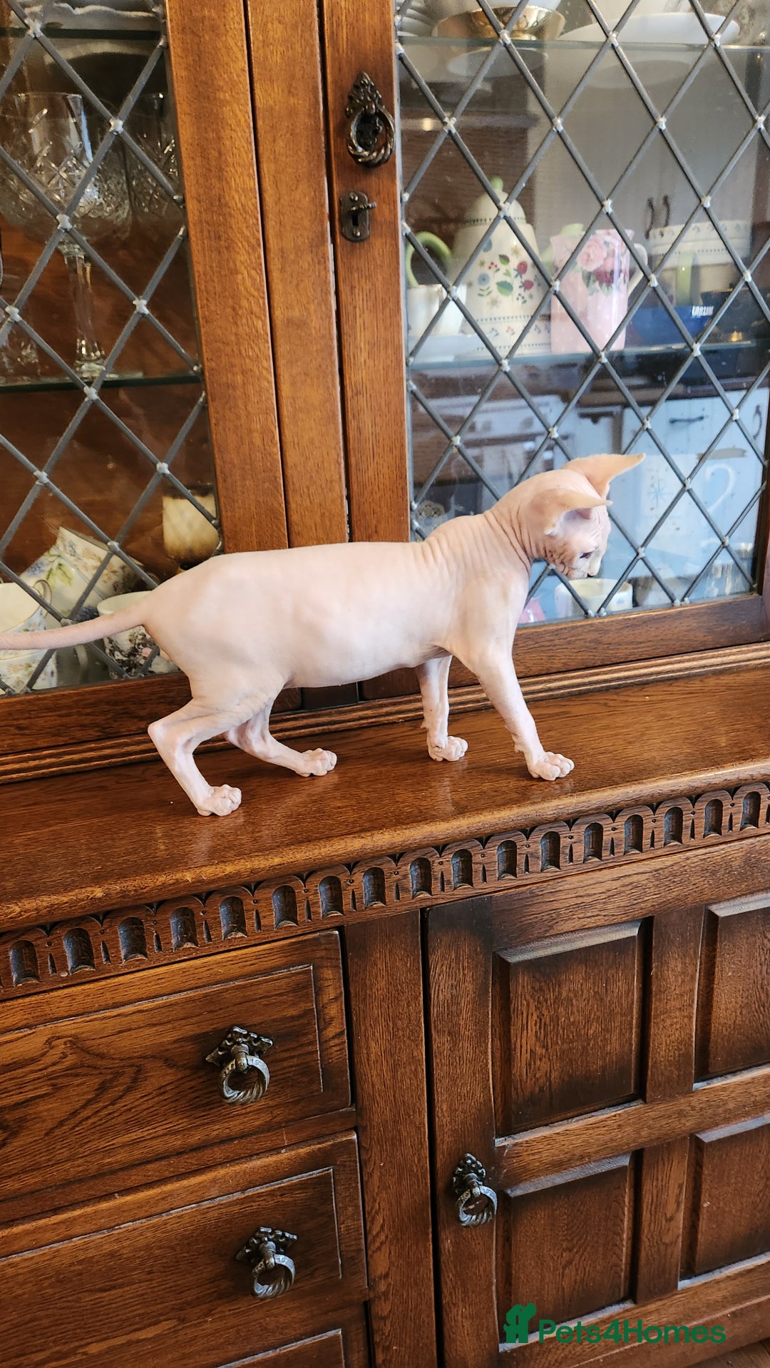 Sphynx cats for sale: Sphynx male - Image 6