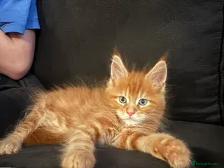 Maine Coon cats 2 male maincoons for sale - Advert 3