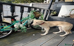 Mixed Breed dogs for sale: Husky and Labrador mix breed (Haskador) - Image 18