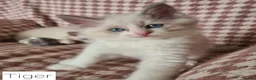 Ragdoll cats for sale: Gorgeous pure bread ragdoll kittens - Advert 18