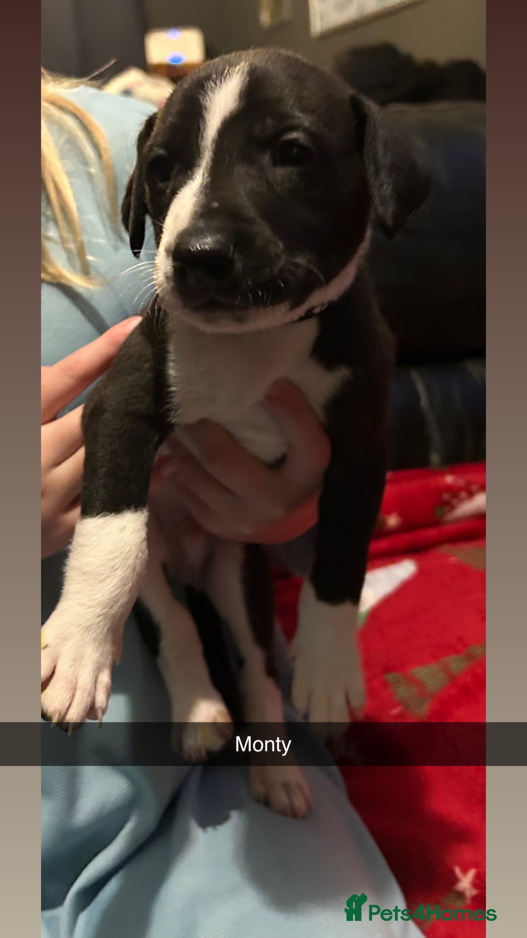 Lurcher dogs for sale: Lurcher pups  - Advert 8