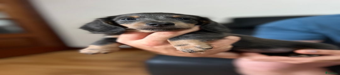 Dachshund Puppy 4