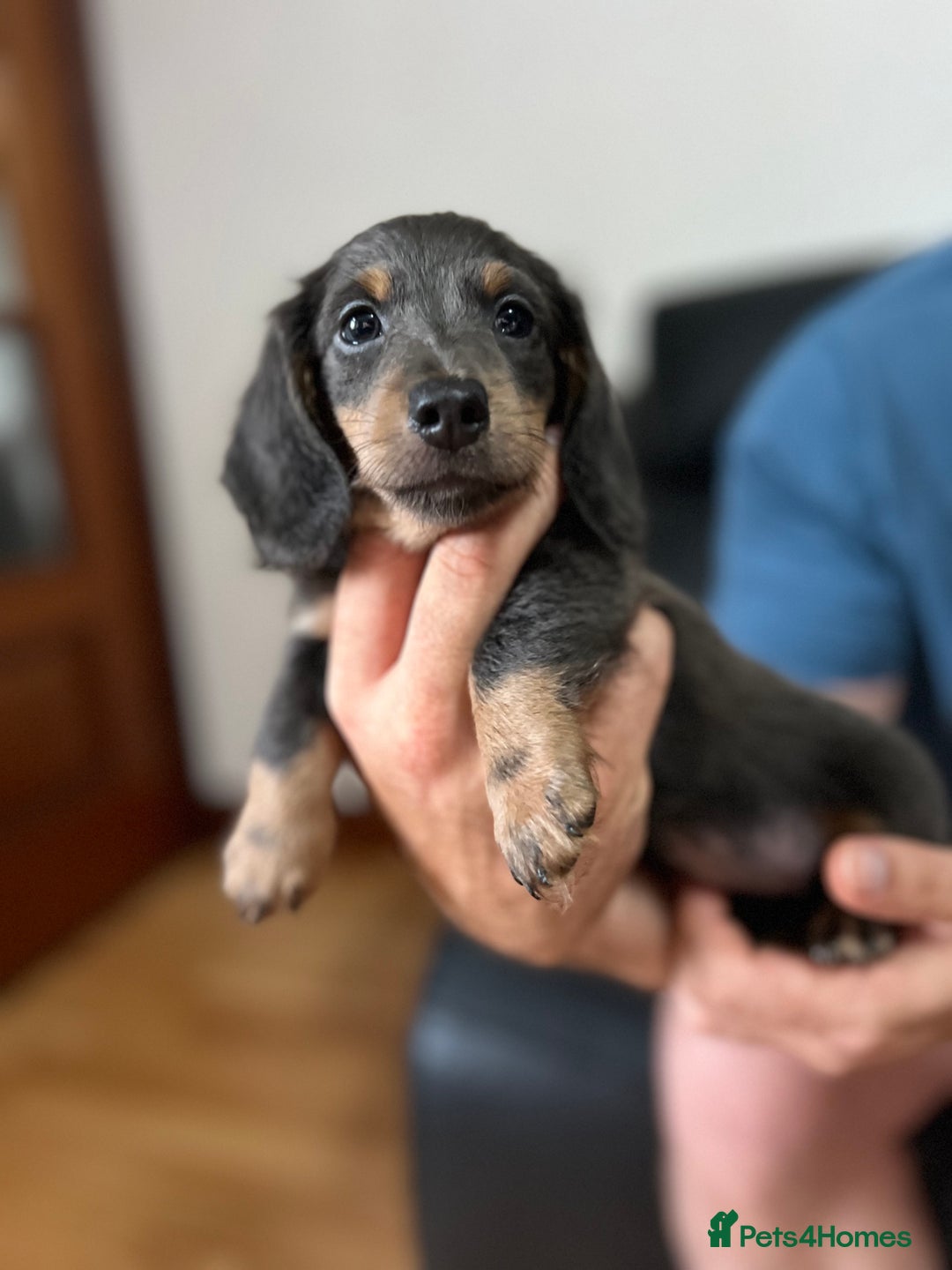 Dachshund dogs for sale: 4 Beautiful miniture dachshunds  - Image 8