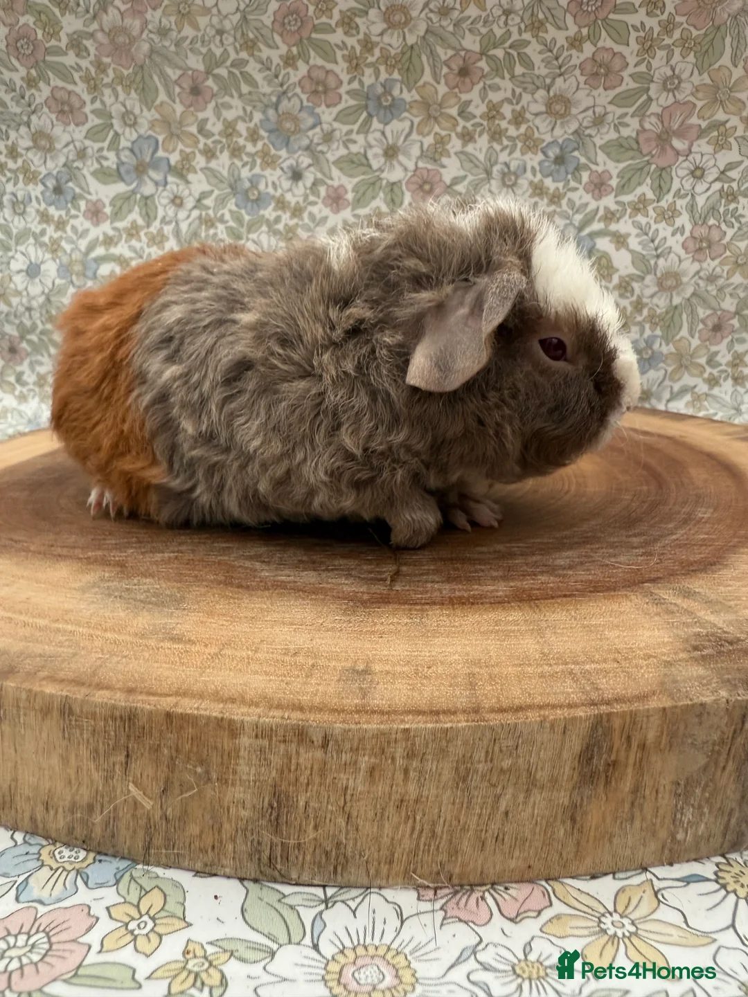 Guinea Pig rodents for sale: Teddy guinea pigs  - Advert 34