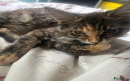 Maine Coon cats for sale: Maine coon - Image 2