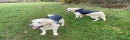 Golden Retriever dogs for sale: KC reg Golden retriever puppies 5* licence - Advert 33