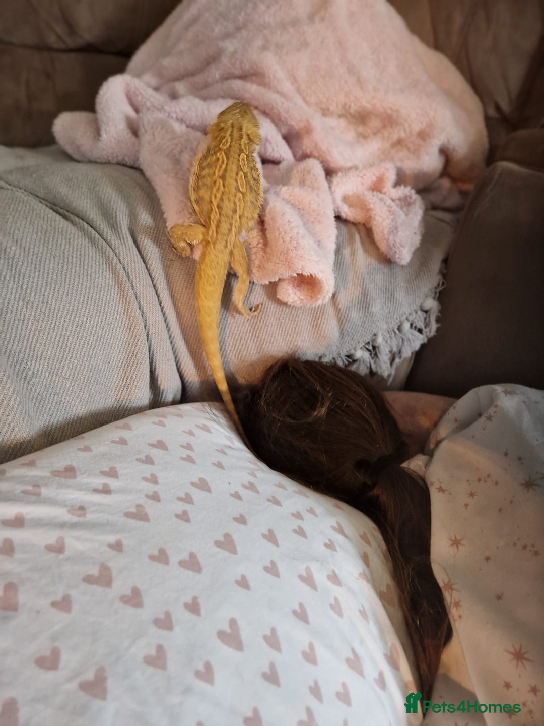 Bearded Dragon reptiles for sale: Male Bearded dragon and enclosure. - Image 8