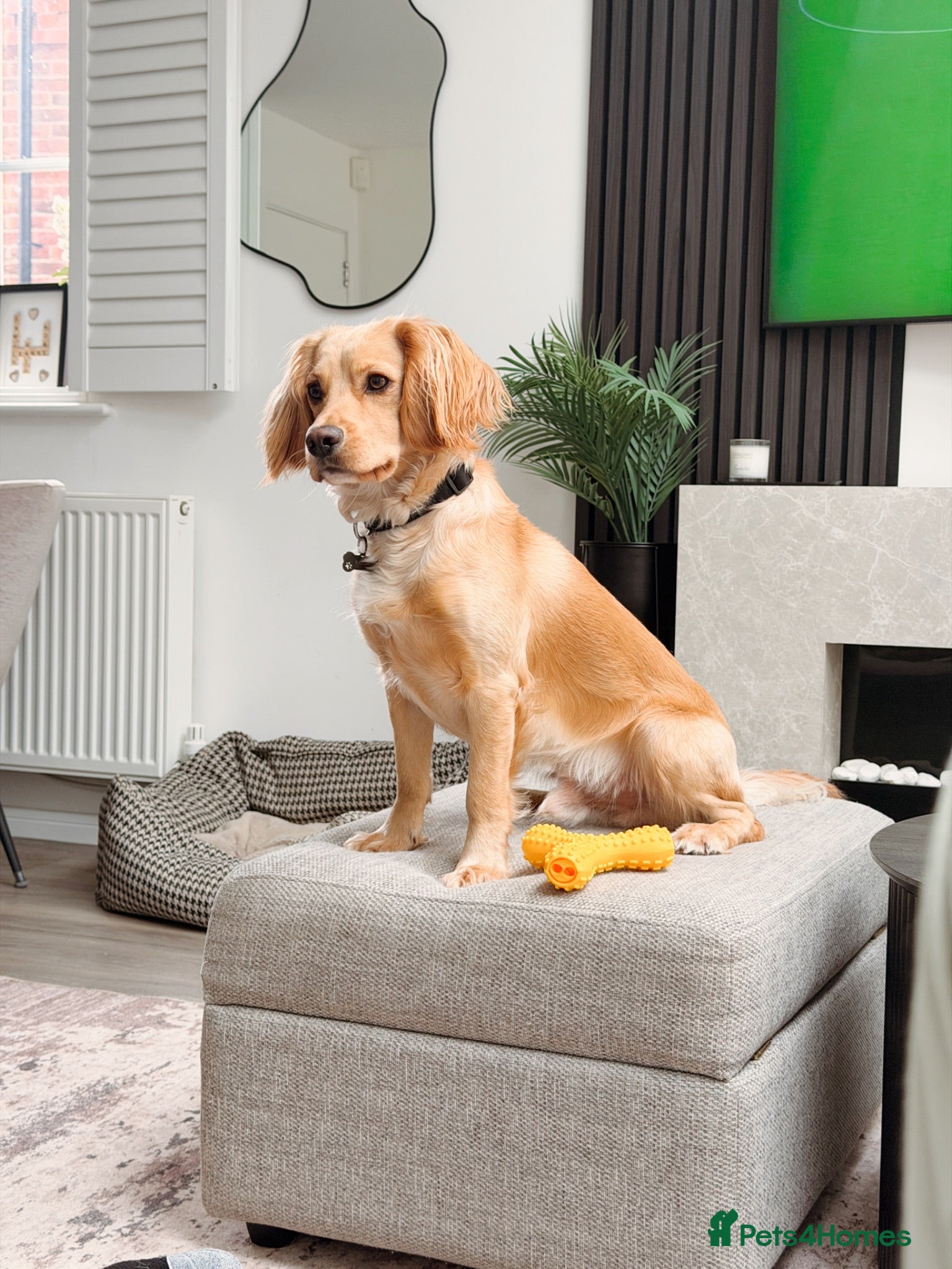 Cocker Spaniel dogs Golden Cocker Spaniel for Stud - Advert 2