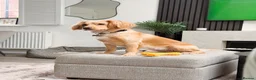 Cocker Spaniel dogs for stud: Golden Cocker Spaniel for Stud - Advert 1