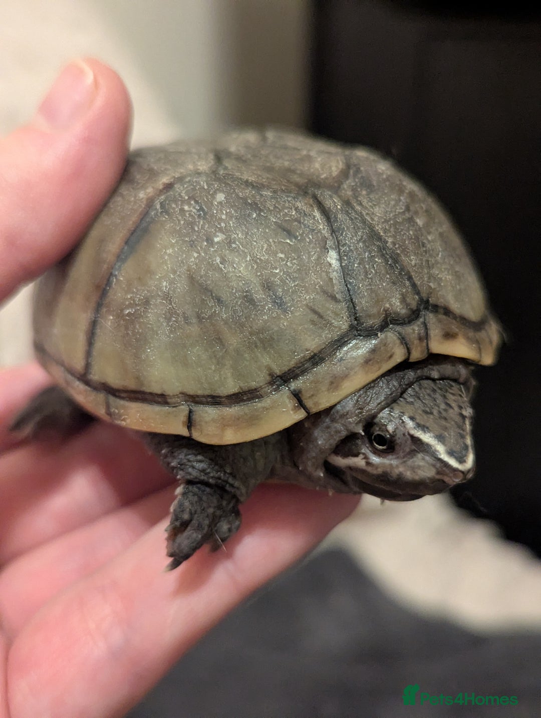 Turtle reptiles for sale: Pair of Female Musk Turtles - Terrapins - Advert 6