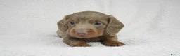 Miniature Dachshund dogs for sale: 1 Left KC REGISTERED MINIATURE DACHSHUND PUPPIES - Advert 9