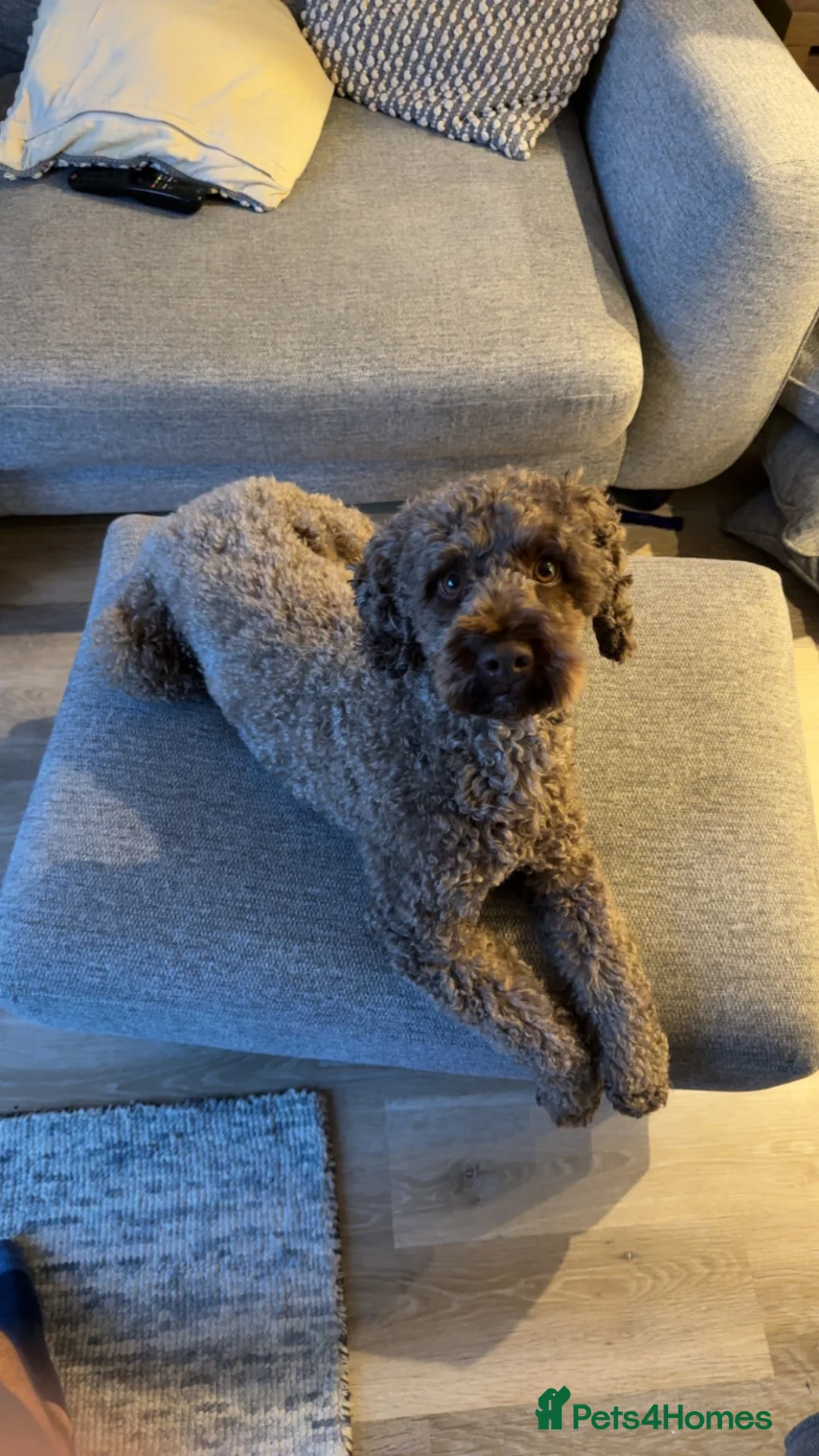 Cockapoo dogs for stud: ALBUS – HANDSOME F2 COCKAPOO AVAILABLE FOR STUD - Advert 1
