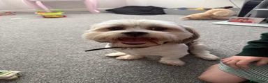 Lhasa Apso 1
