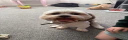 Lhasa Apso dogs for sale: Lhasa Apso for sale. Please read description  - Advert 6