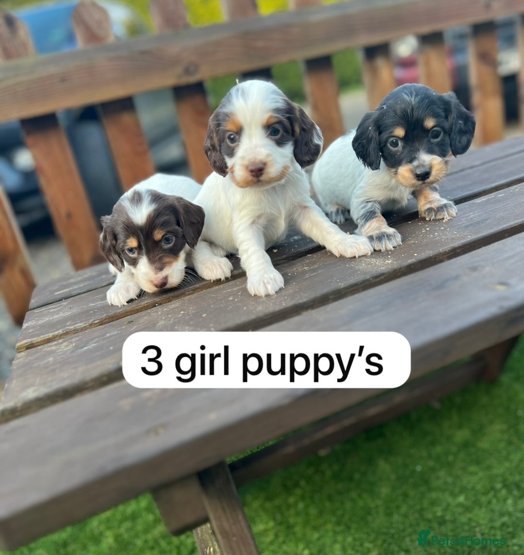 Cockapoo dogs for sale: Cockapoo puppy’s  - Advert 9