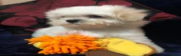 Mixed Breed dogs for sale: shihtzu / bichon x maltese  - Advert 33