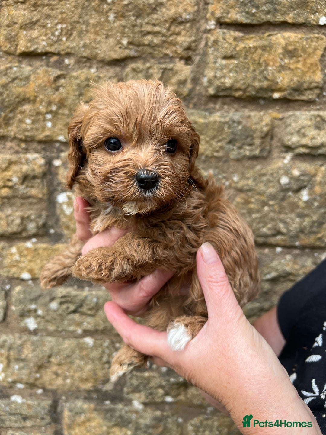 Cavapoo dogs for sale: Cavapoos puppies  - Image 23