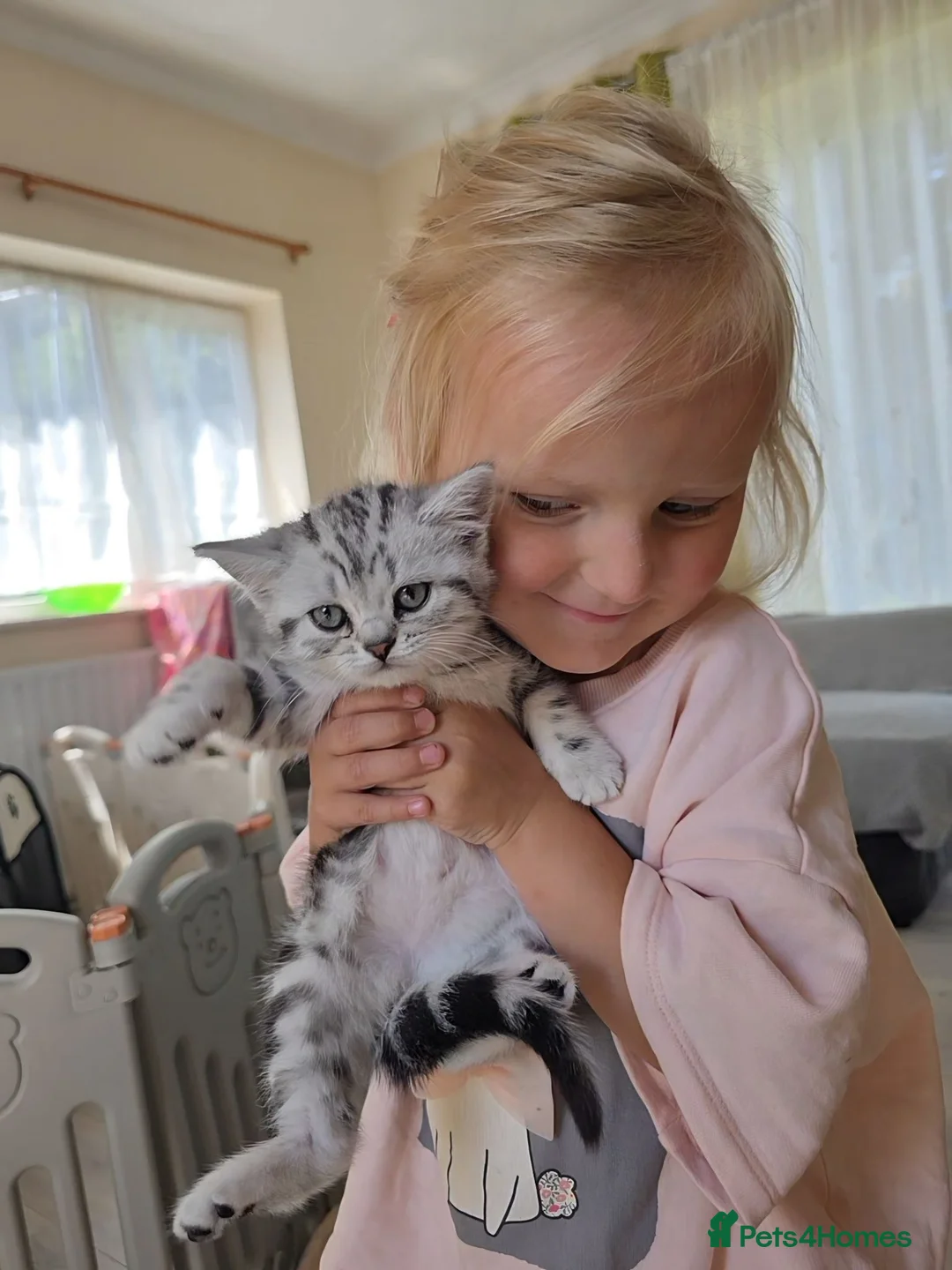 British Shorthair cats for sale: Silver Tabby Kittens, Rare GCCF Show Quality.  - Advert 1