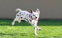 Dalmatian dogs for sale: Kc registered dalmatians  - Image 7
