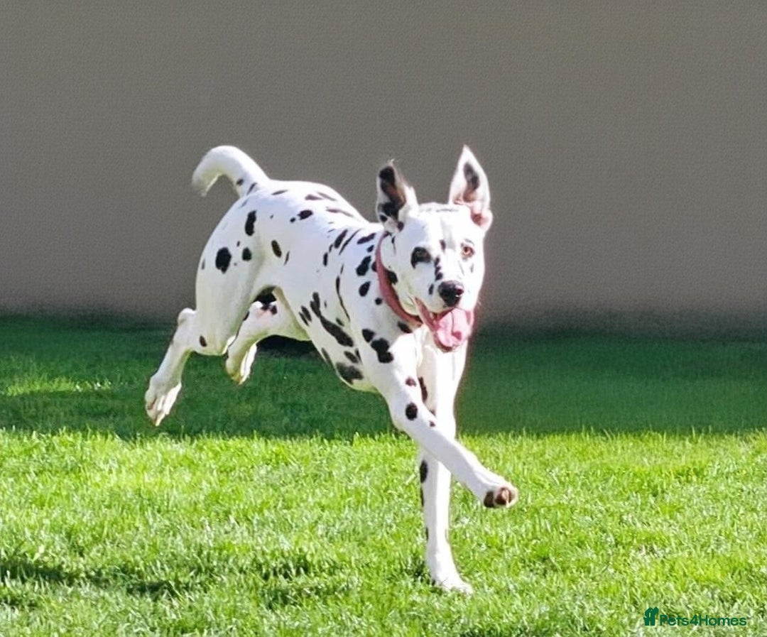Dalmatian dogs for sale: Kc registered dalmatians  - Image 7