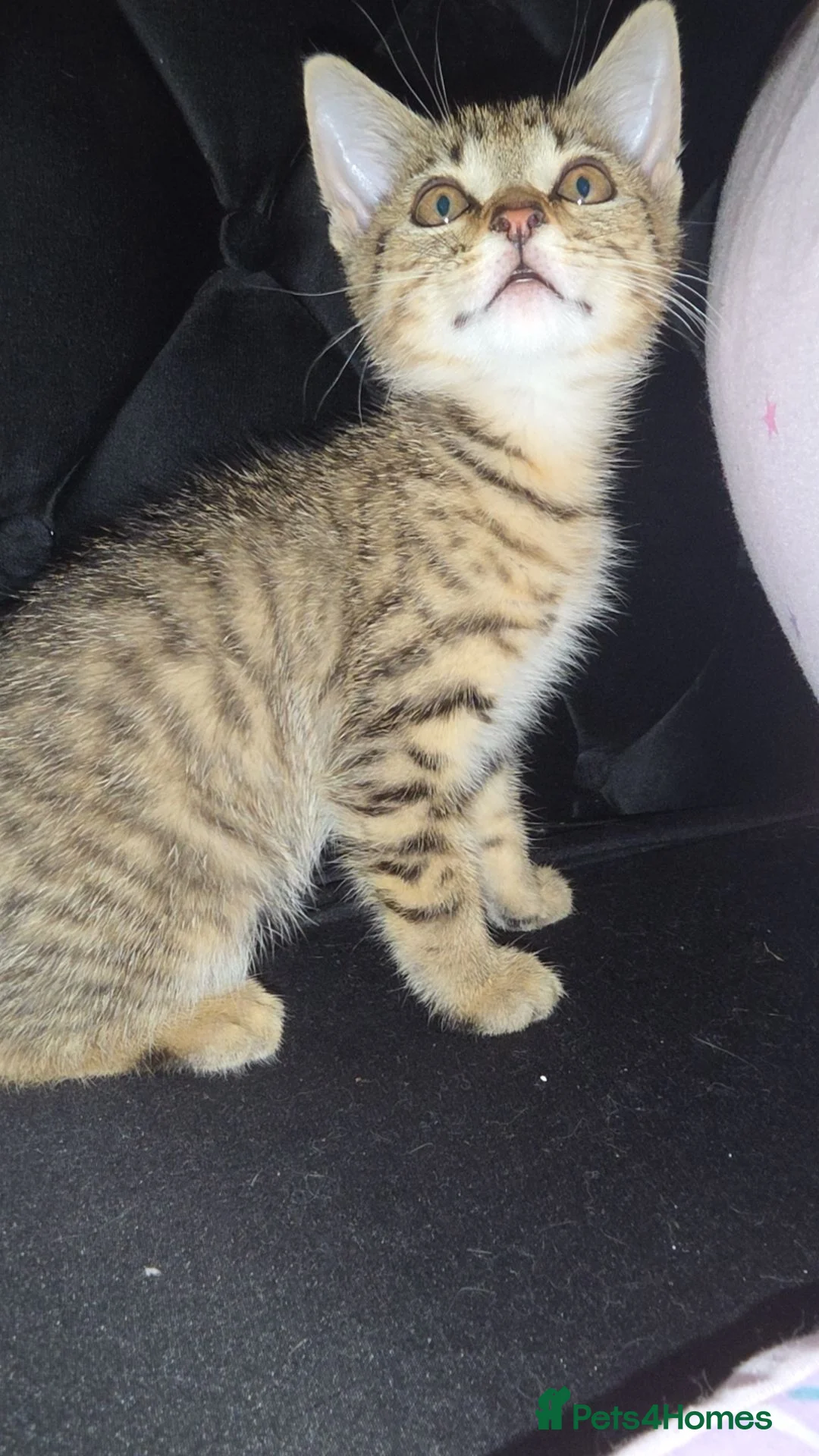 Mixed Breed cats for sale: Gorgoeus male tabby - Advert 1