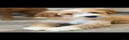Labradoodle dogs for sale: Australian Labradoodles - Fully health tested - Advert 7