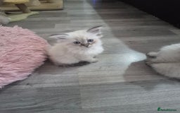Siberian cats for sale: Pedigree Neva Masqurade/kittens - Image 8