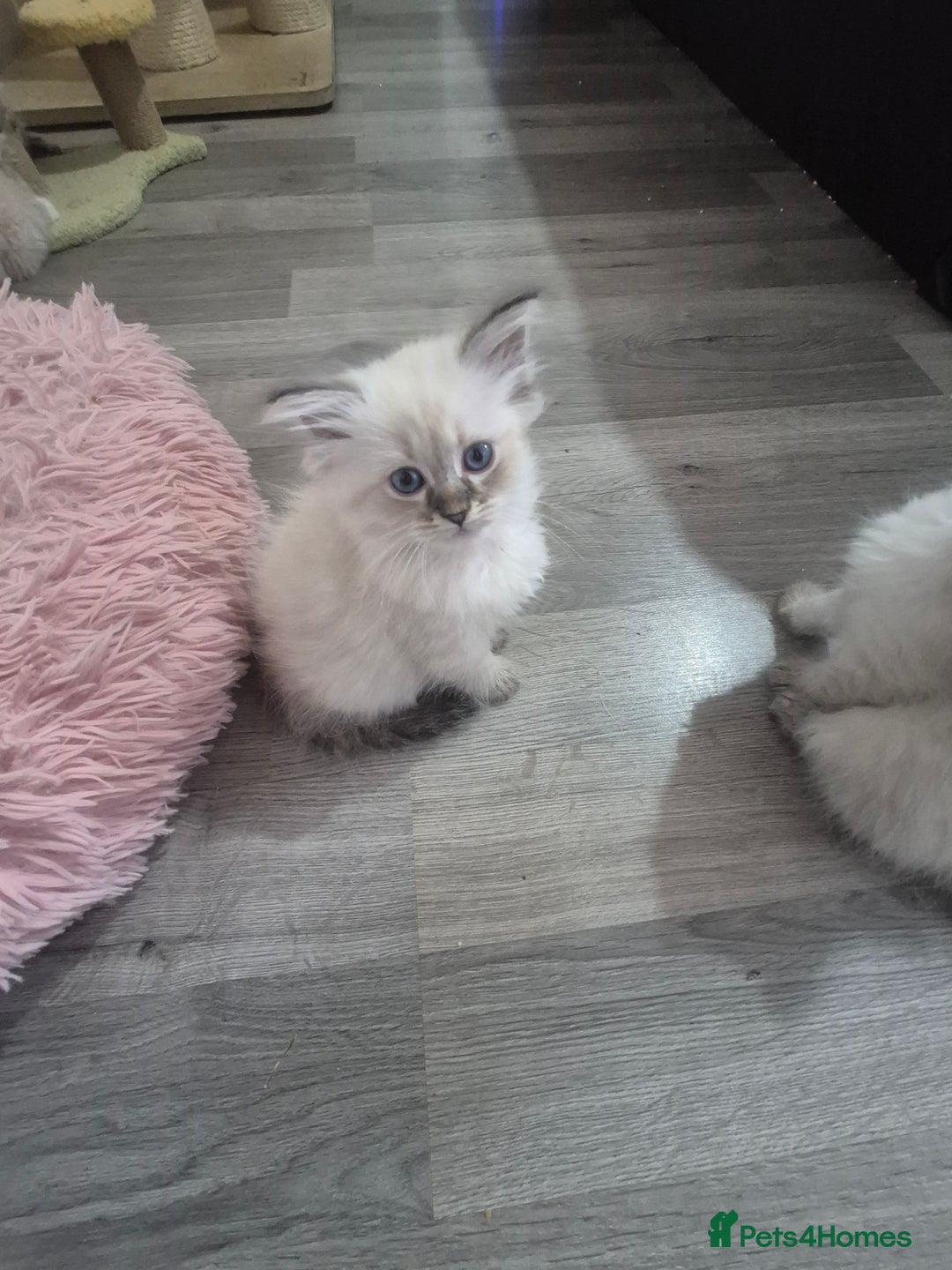 Siberian cats for sale: Pedigree Neva Masqurade/kittens - Image 8