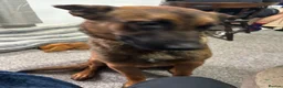 Belgian Shepherd Dog dogs for sale: 15 month old Belgian malinois - Advert 5