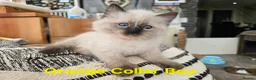 Ragdoll cats for sale: Beautiful ragdolls - Advert 17