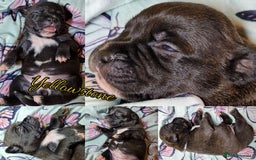 Staffordshire Bull Terrier dogs for sale: Are You Ready To Meet Your New Bestfriend? 🐾 - Image 2