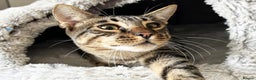 Savannah cats for sale: Super affectionate F6 SBT Savannah boy - Advert 7