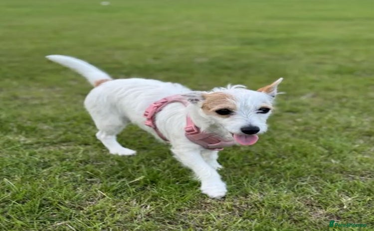 Mixed Breed dogs - Advert 3