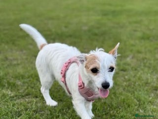 Mixed Breed dogs - Advert 3