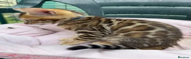 Bengal 2