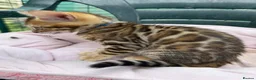 Bengal cats for sale: Beautiful 😻 Bengal Kittens ❤️ - Advert 10
