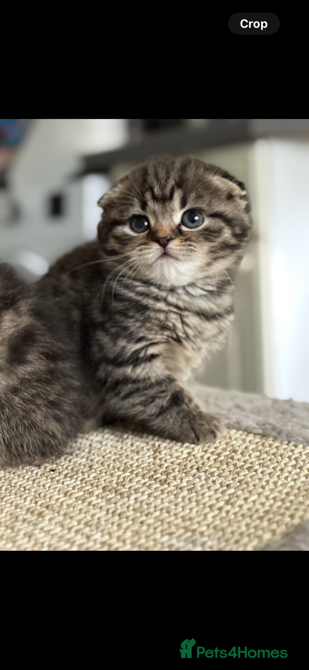 Scottish Fold cats for sale: Scottish Folds for Sale - Image 3