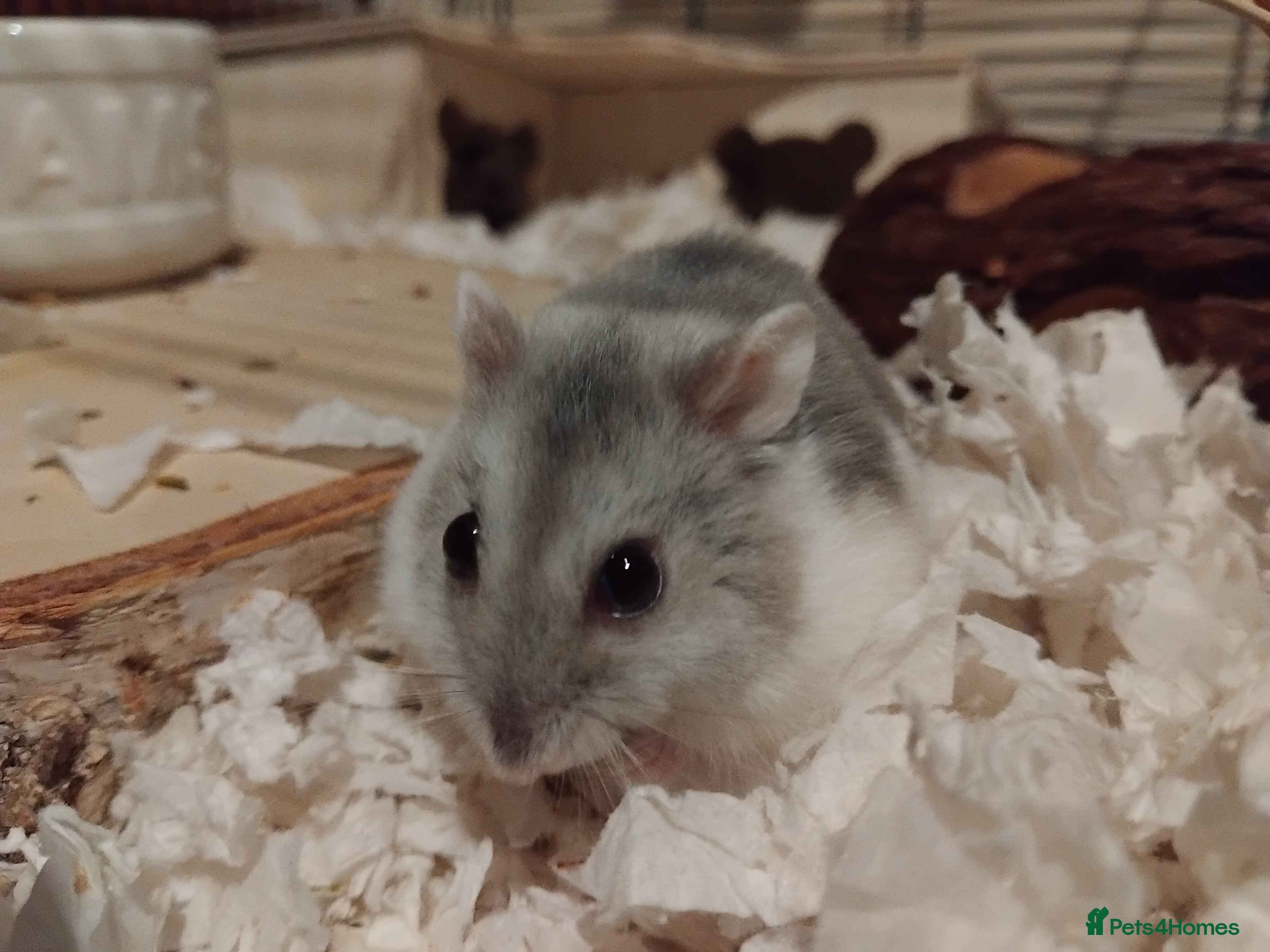 Hamster rodents 🐹Female Russian dwarf available for adoption🐹 - Advert 11