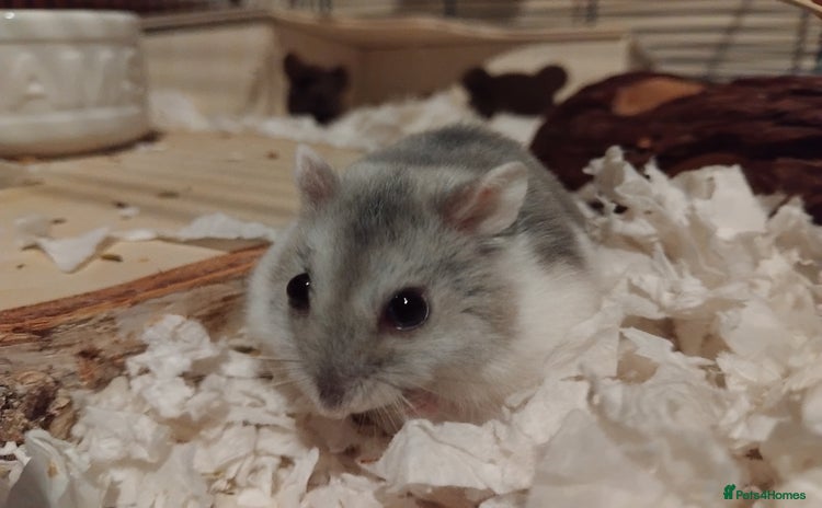 Hamster rodents 🐹Female Russian dwarf available for adoption🐹 - Advert 1